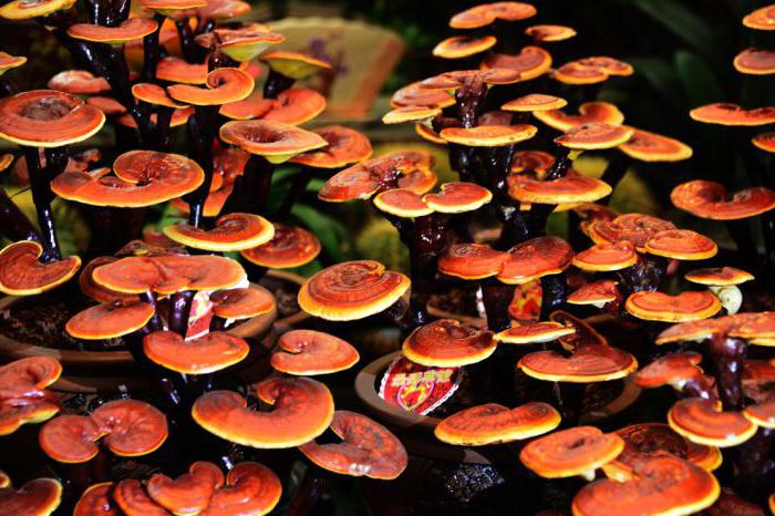 Вытяжка из грибов линчжи вьетнам противопоказания thumbnail