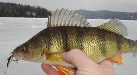 зимняя рыбалка по первому льду 