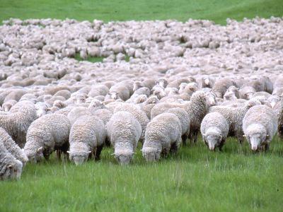 самая распространенная порода овец в австралии