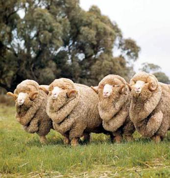 мериносы порода овец