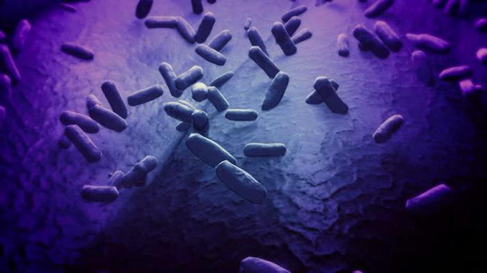 бактерии вызывающие гниение 