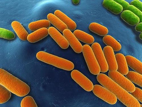 бактерии разложения и гниения 