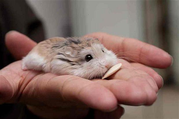 Roborovsky hamster or dwarf hamster