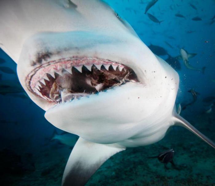 на свете существует 150 разновидностей акул