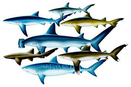 сколько разновидностей акул