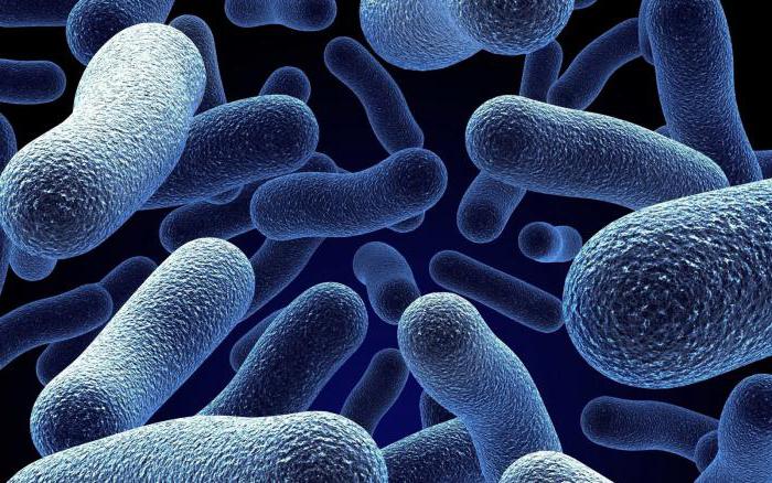 почему бактерии выделяют в особое царство живых организмов 