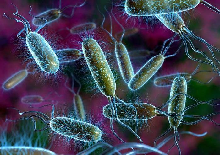 почему бактерии выделяют в особое царство 