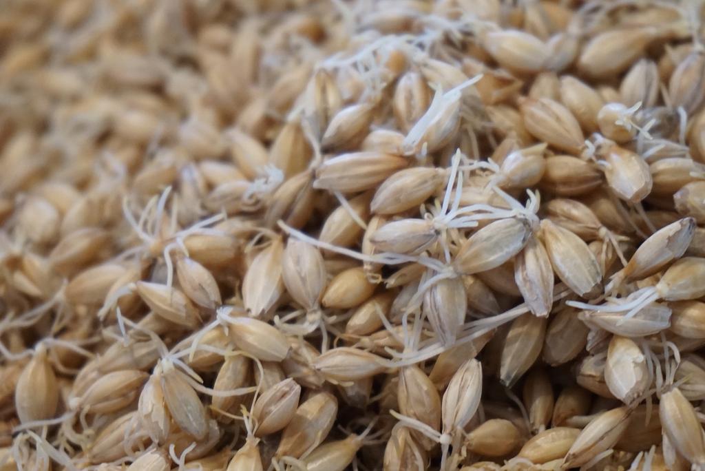 Sprouted malt