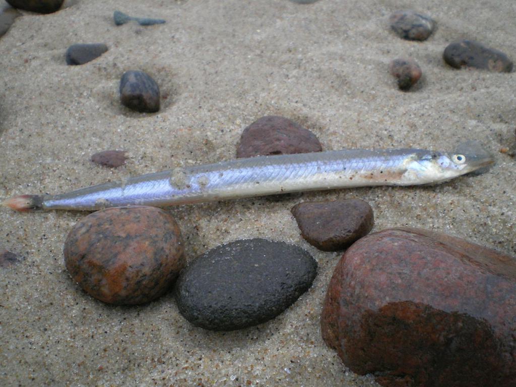 Рыба Песчанка Морская Фото