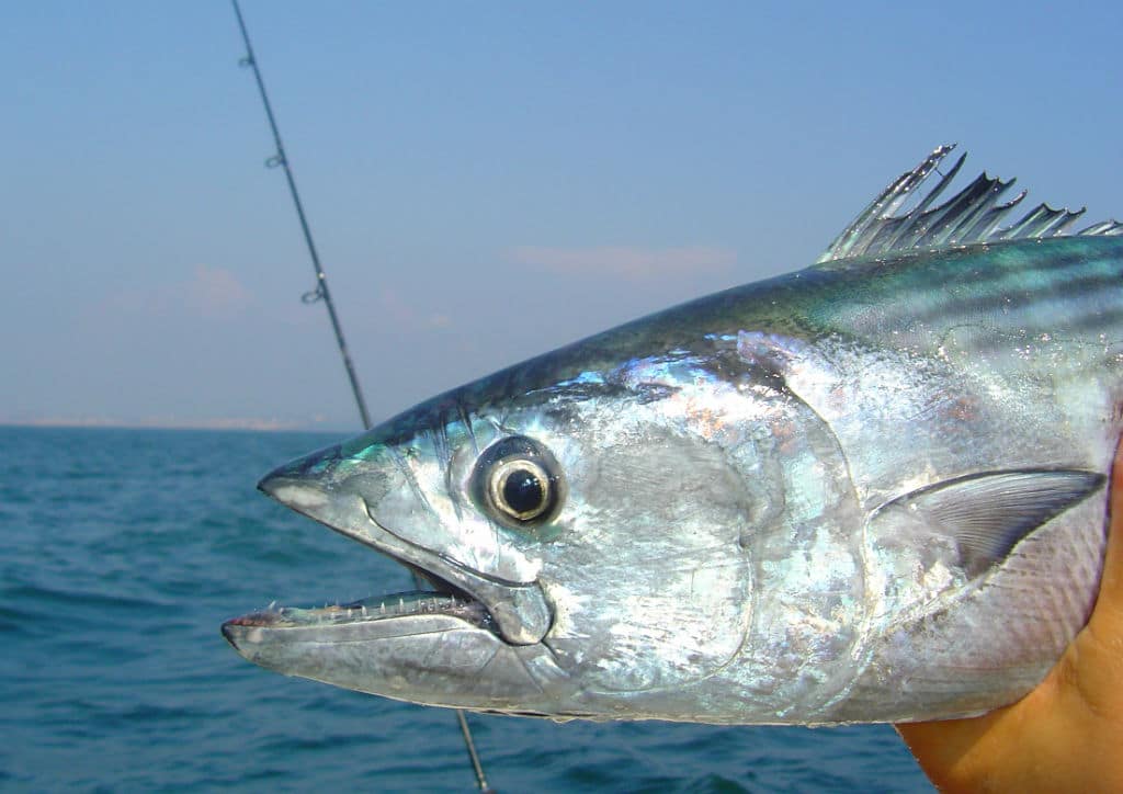 striped tuna - полосатый тунец