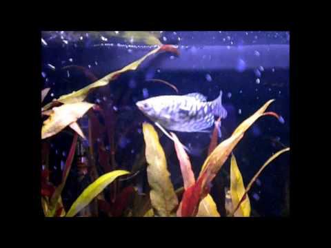 marble gourami aquarium fish