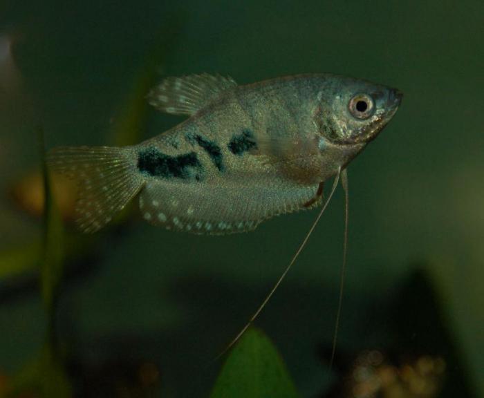 gourami marble disease