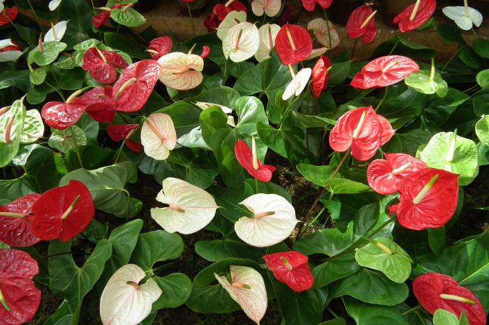 why do not bloom anthuriums