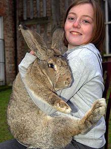 Самый большой кролик в мире фото