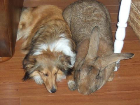 the world's largest rabbit