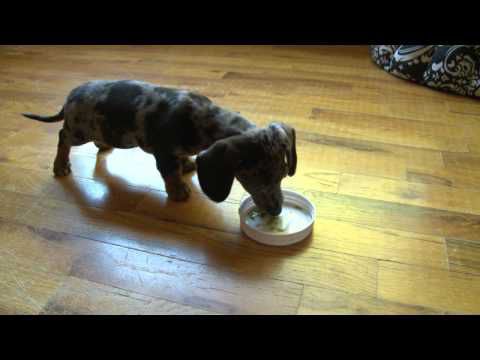 how to feed a dachshund puppy