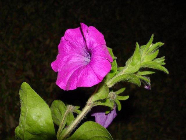 цветок петуния фото