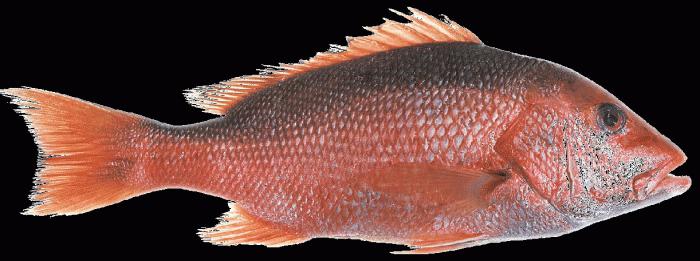 Треска красная рыба фото