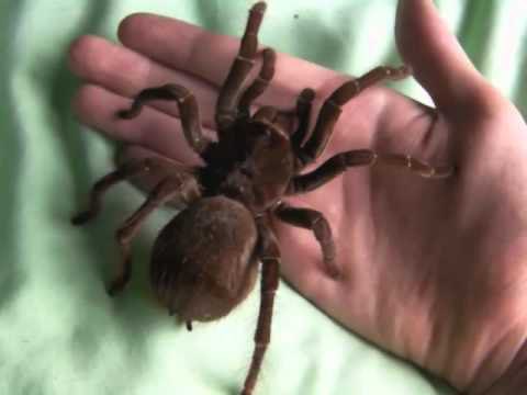 terafosa blond or tarantula-goliath