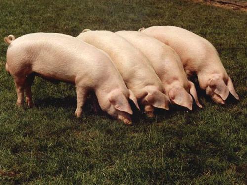 ландрас порода свиней фото