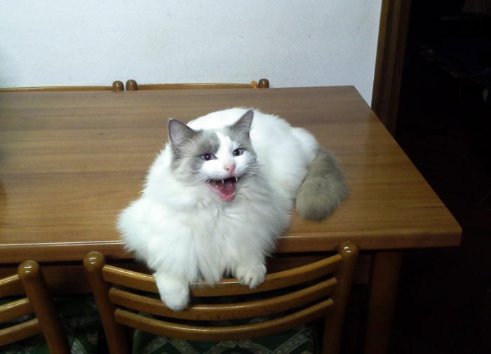 Чтобы кот не лазил по столам