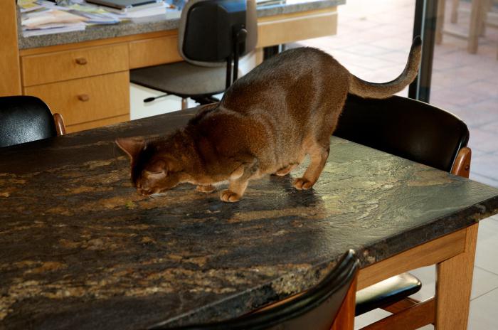 Кошка начала лазить по столам