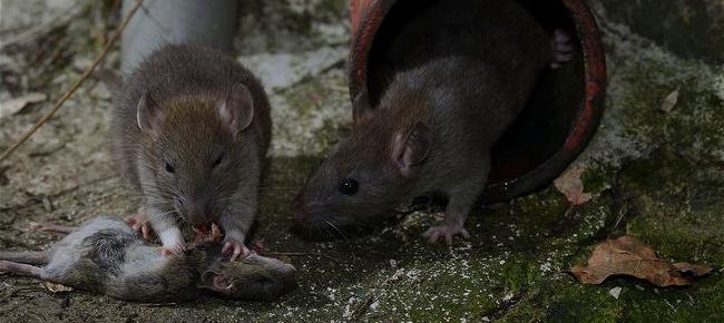 едят ли крысы мышей