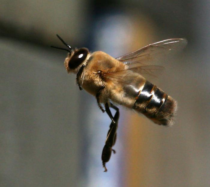 пчелы трутни