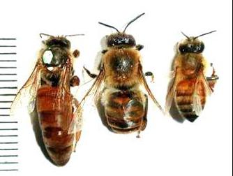 трутень матка рабочая пчела