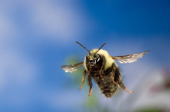 как пчелы находят дорогу домой