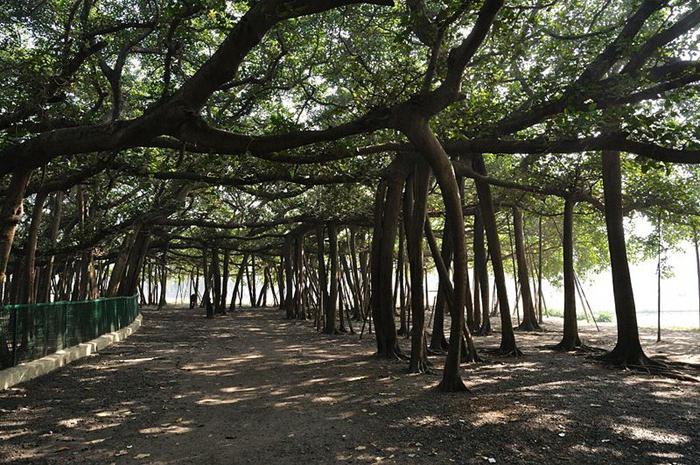 дерево лес баньян