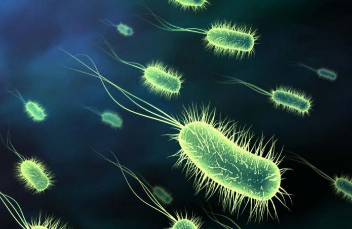 какова роль бактерий в природе