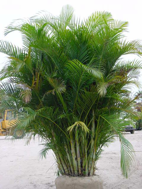 бетелевая пальма комнатная