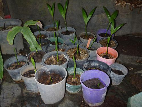 бетелевая пальма выращивание дома