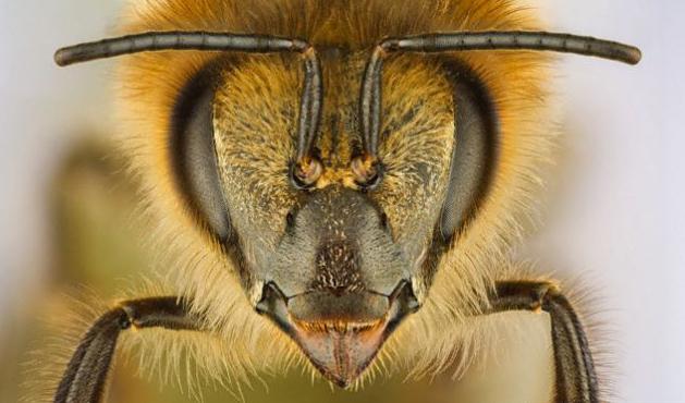какое строение у пчелы