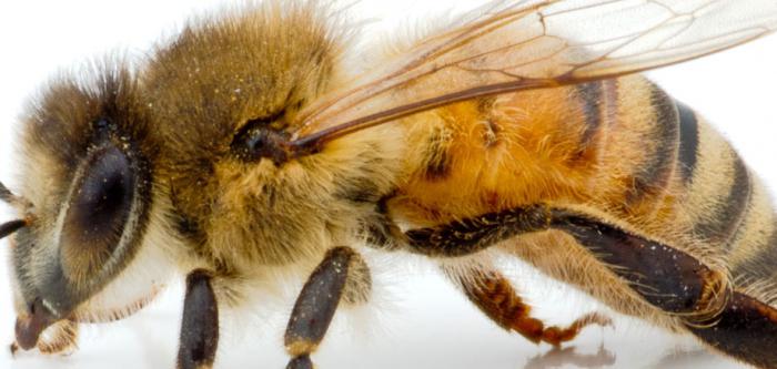 строение тела пчелы