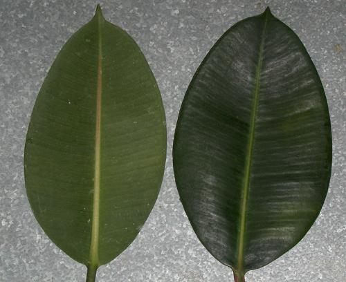 фикус каучуконосный размножение листом