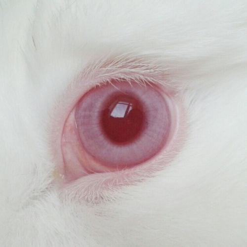 глаза альбиноса