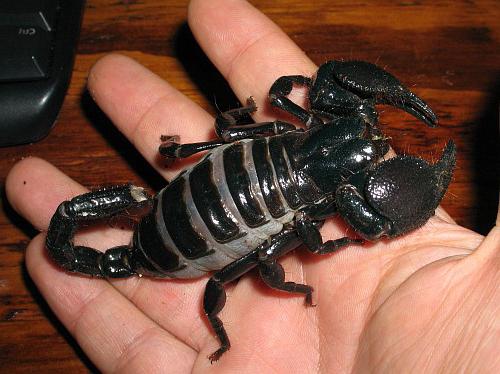черный императорский скорпион