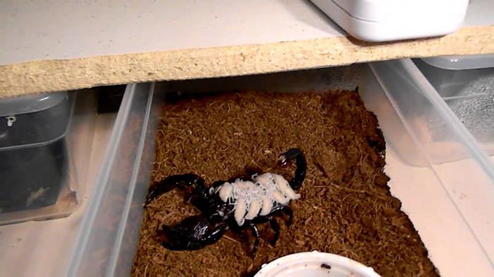 императорский скорпион в домашних условиях