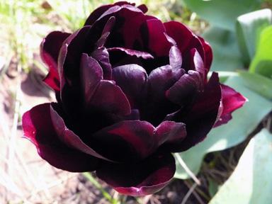 пионовидные тюльпаны фото