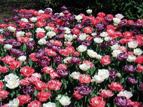пионовидные тюльпаны сорта