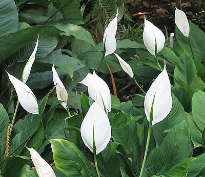 spathiphyllum reproduction