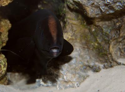 аквариумная рыбка нож черный