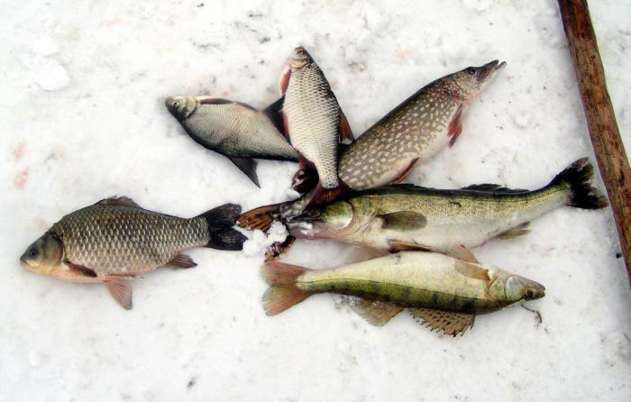 зимняя рыбалка на судака 
