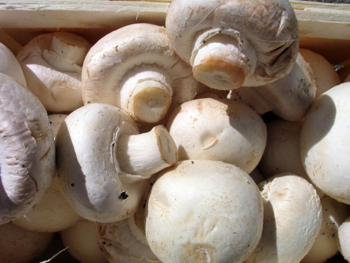 роль грибов в жизни человека 