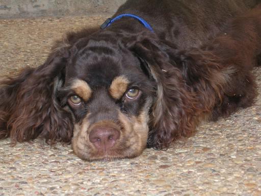 american cocker spaniel photo