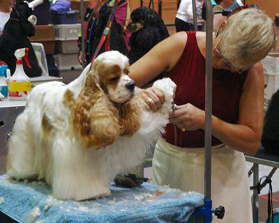 american cocker spaniel care