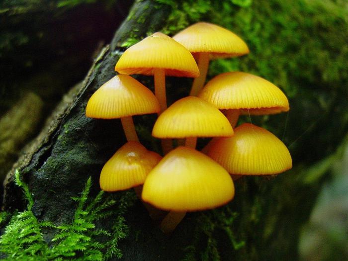 как питаются шляпочные грибы 