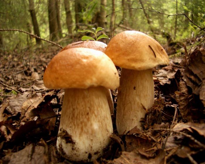 плодовые тела шляпочных грибов 